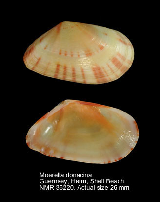 Moerella donacina (3).jpg - Moerella donacina(Linnaeus,1758)